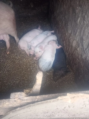 vand porci