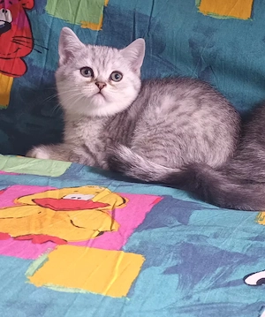 Brithish chincilla silver 