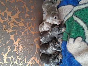 Vând 8 Teckel Arlechin talie mică par scurt de 5 săptămâni  - imagine 4