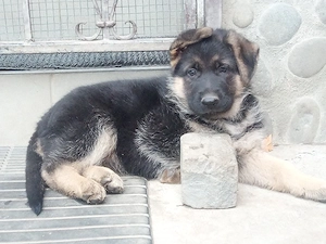 Catei ciobanesc german din mama cu pedigree  - imagine 2