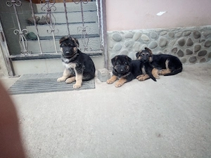 Catei ciobanesc german din mama cu pedigree  - imagine 5