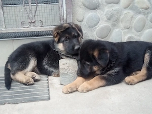Catei ciobanesc german din mama cu pedigree 