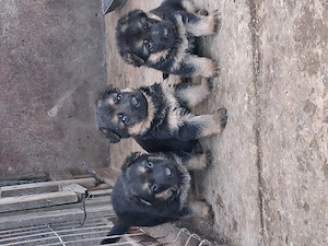 Ciobănesc german căței