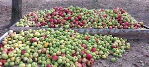Mere pentru țuică   producție proprie, netratate   1 leu kg.