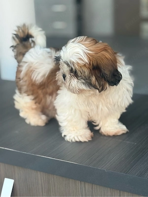 Catel Shih Tzu de vanzare  - imagine 2