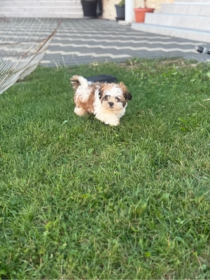 Catel Shih Tzu de vanzare  - imagine 5