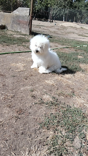 Bichon maltez