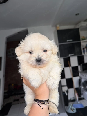 Bichon maltez talie mica - imagine 5