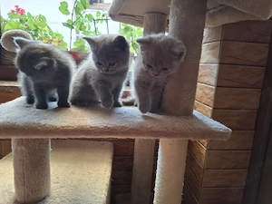 Pisicute British Shorthair