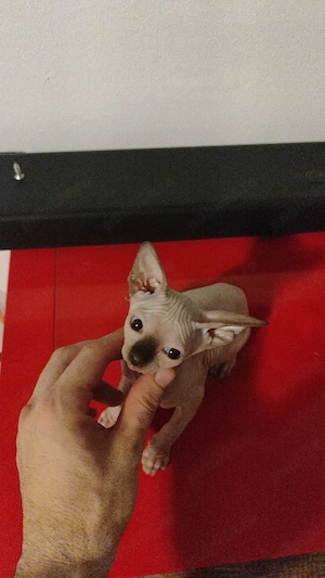 Pisic Sphinx Sfinx Sphynx  - imagine 2