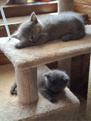 Pisicute British Shorthair - imagine 2