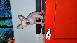 Pisic Sphinx Sfinx Sphynx 