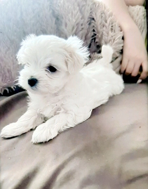 Bichon maltez mini toy 