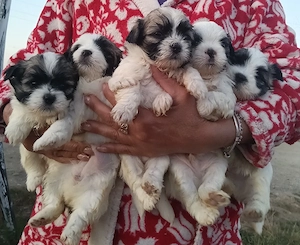 de vânzare căței shit tzu 