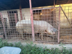 Scroafa de vânzare 