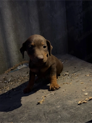 Catei Jagd Terrier jagdterrier - imagine 2
