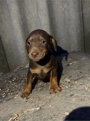 Catei Jagd Terrier jagdterrier - imagine 3