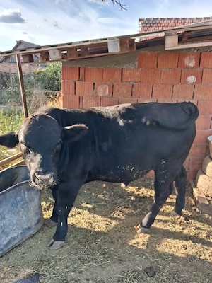 Vînd vițel de aproximativ 10 luni Angus 