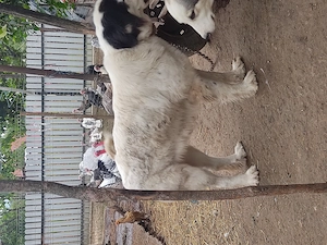  cățelușă din mamă Ciobanesc de Bucovina  - imagine 4