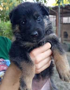 Vând pui Ciobănesc German (6 săptămâni) 