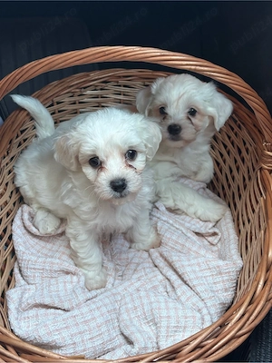 Pui Bichon Maltez  - imagine 4