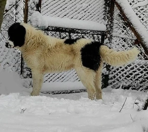 Disponibila femela Ciobanesc Romanesc de Bucovina 