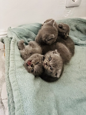 Scottish fold British shorthair  - imagine 5