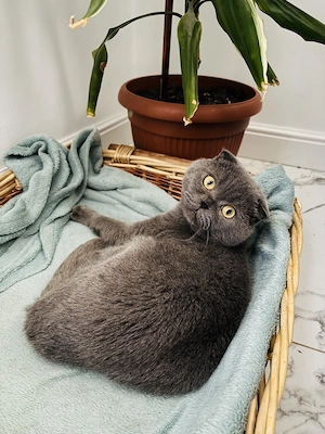 Scottish fold British shorthair  - imagine 4