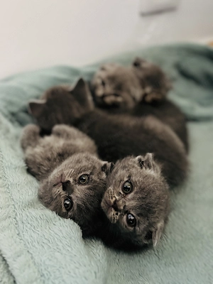 Scottish fold British shorthair  - imagine 3