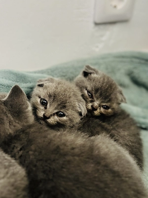 Scottish fold British shorthair  - imagine 2