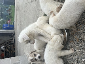 Căței iubitori își caută o familie  - imagine 4