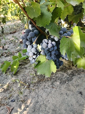 Struguri pentru vin zaibăr și 1001 producție vie proprie 