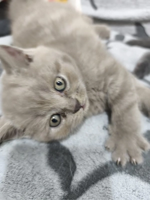 Pui British Shorthair gri și crem   foarte frumoși și jucăuși   negociabil - imagine 2