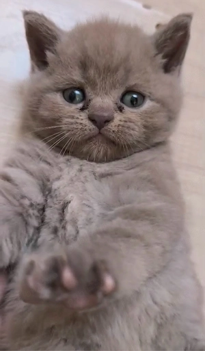 Pui British Shorthair gri și crem   foarte frumoși și jucăuși   negociabil - imagine 5