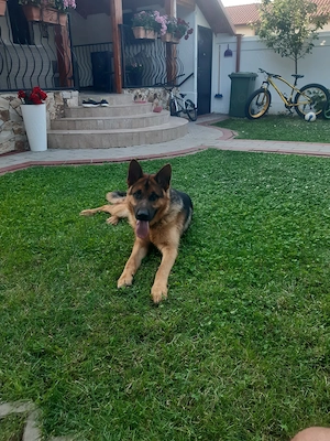 Caine Ciobanesc German