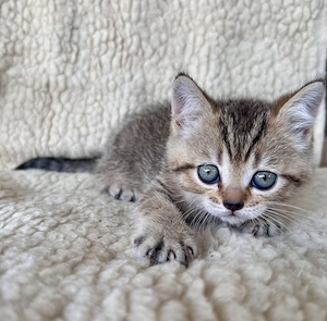 Motanei British Scottish Fold & Scottish Straight - imagine 2