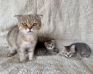 Motanei British Scottish Fold & Scottish Straight - imagine 4