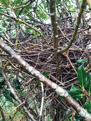 Coafari Taieri, Defrisari, Gradinarit Arbori