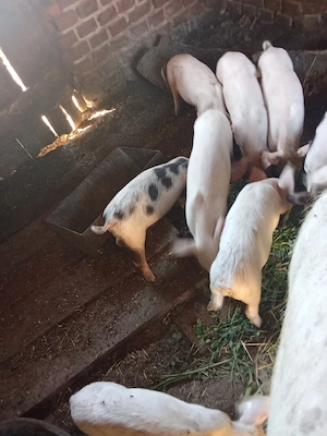 purcei rasa mixta de la două scroafe 