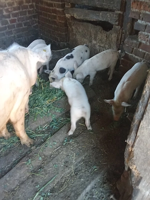 purcei rasa mixta de la două scroafe  - imagine 2