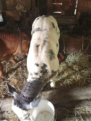 viteii de 3 luni o vitea Belgiana si un tăuraș metis Angus cu bălțat  - imagine 3