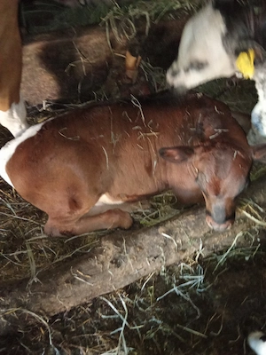 viteii de 3 luni o vitea Belgiana si un tăuraș metis Angus cu bălțat  - imagine 4