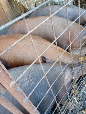 porci de vânzare 12 lei kg  - imagine 2