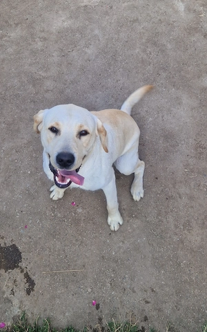 Labrador retriever auriu - imagine 3
