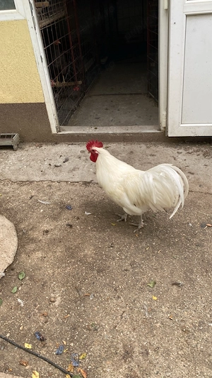 Australorp alb - imagine 2