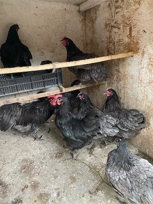 Australorp albastru - imagine 5