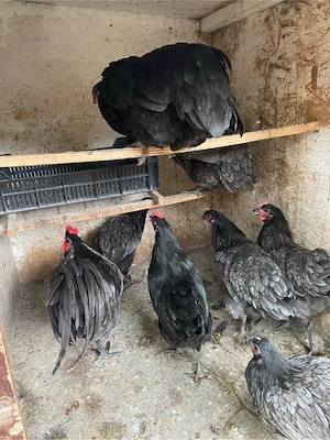 Australorp albastru - imagine 4