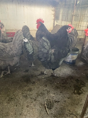 Australorp albastru - imagine 2