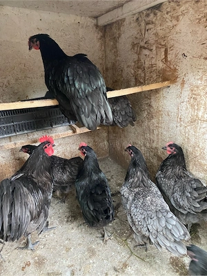Australorp albastru - imagine 3