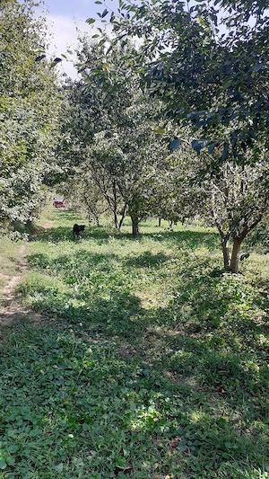  cabana casă teren intravilan poiana sarata - imagine 8